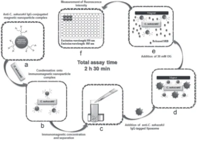 Fig. 1.  Concept  of  immunoliposome  based  immunomagnetic  concentration and separation assay.