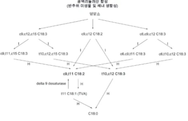 그림  1.  공액리놀레산의 반추위 미생물 및 체내 효소에 의한 형 성과정