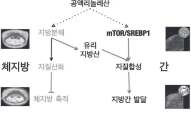 그림  2.  공액리놀레산에 의한 지질산화와 이이 따른 체지방 감소와  지방간 형성의 부작용