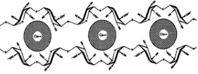 그림  2. Alginate와 칼슘이온의 상호작용(Rousseaua et al, 2004).