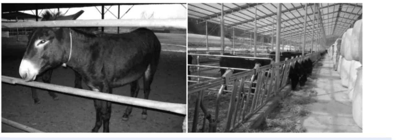 Fig. 1. Black donkey for meat production