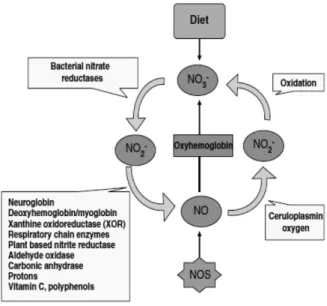 Fig. 2. A schematic presentation of a mammalian nitric oxide (NO) cycle. NO is generated by nitric oxide synthases (NOS) in most cells of the body and  par-ticipates in regulation of numerous physiologic  func-tions