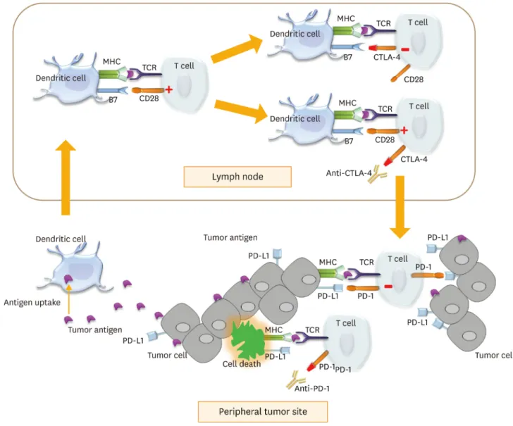 Fig. 3. The function of immune checkpoint inhibitor in tumor. Tumor antigen is captured by dendritic cell and delivered to naïve T cell in lymph node