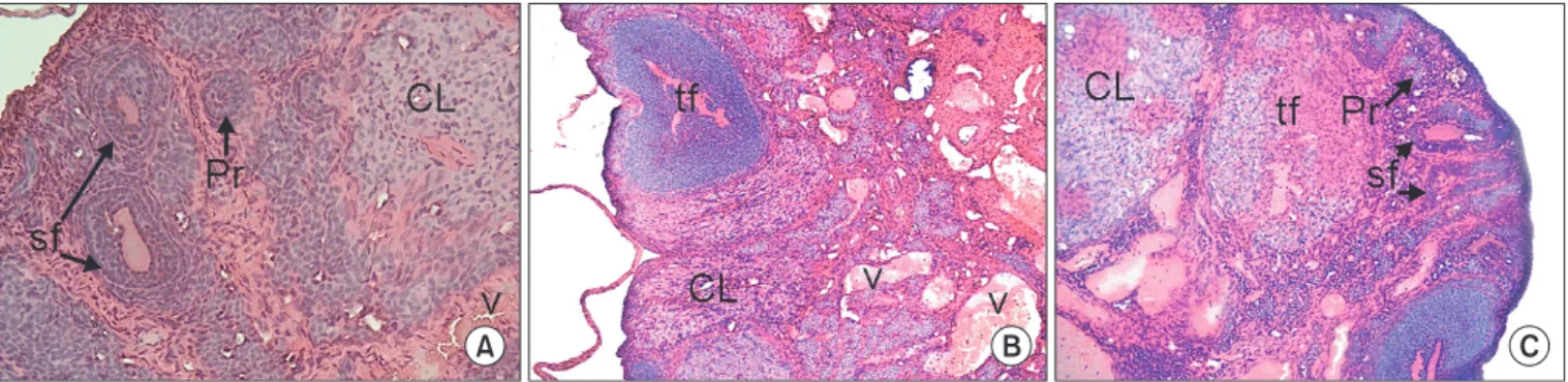 Fig. 1. Histological evaluation of ovaries in control (A), cisplatin (CP)+physiological saline (PS) (B), and cisplatin+granulocyte-colony stimulating  factor (G-CSF) group (C)