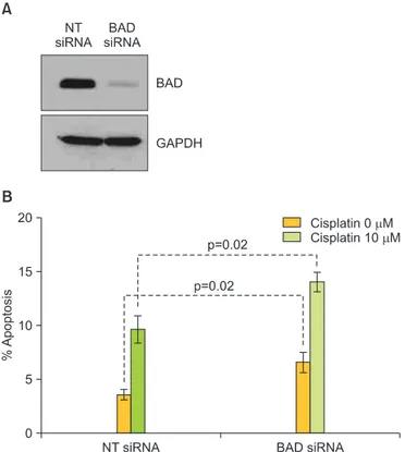 Fig. 4. Depletion of cyclin-dependent kinase 1 (CDK1) protein  increases cisplatin sensitivity