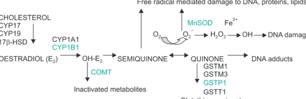 Fig. 1. A schematic presentation of enzymes  with known gene polymorphisms involved  in estrogen biosynthesis and metabolism