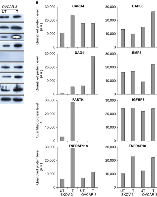 Fig. 4. Western blot analysis for proteins corresponding to the up-regulated genes of SKOV-3 and OVCAR-3 cells in response to cisplatin (UT: 