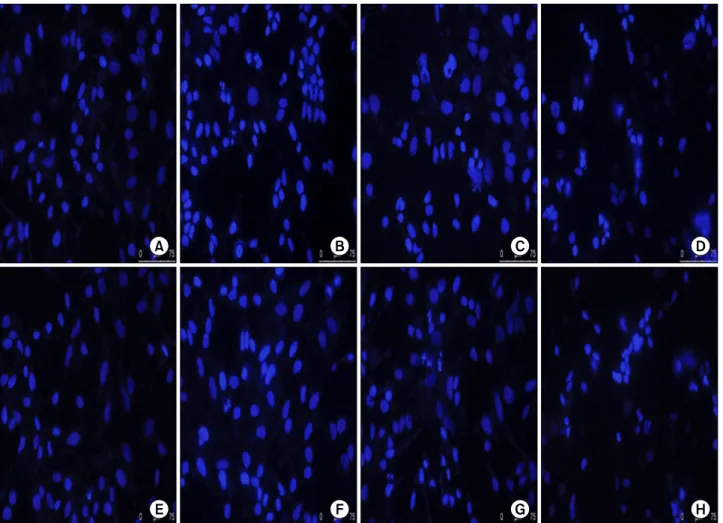 Fig. 2. Induction of apoptosis in HeLa cells by suberoylanilide hydroxamic acid (SAHA), sirtinol or cisplatin, alone and in combination