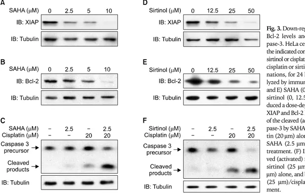 Fig. 3. Down-regulation of XIAP and Bcl-2 levels and activation of  cas-pase-3. HeLa cells were treated with the indicated concentrations of SAHA, sirtinol or cisplatin, alone or as SAHA/