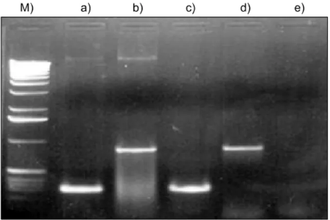 Fig. 1. PCR amplification of p53 target sequences in recombinant  Ad-p53 shows 240 bp product of p53 exon 4 (a), and 850 bp  prod-uct of adenovirus E2B (b)