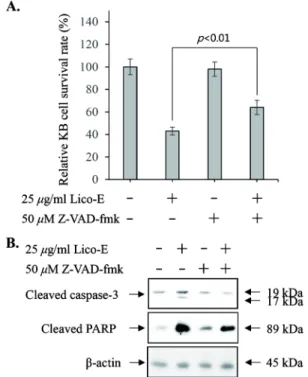 Fig. 5. Licochalcone-E-induced apoptosis is dependent on the activation of caspases in KB cells