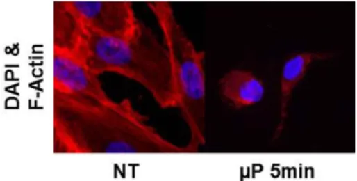 Fig. 4. Cell cycle arrest of MG-63 cells treated with plasma. MG-63 cells were treated with 1-5 min of plasma for 24 h