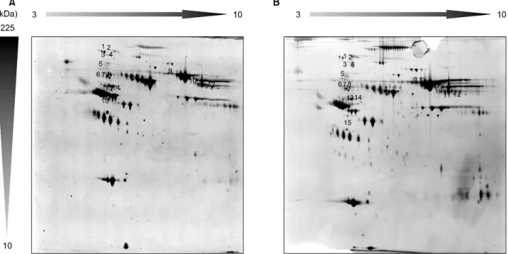 Fig. 1. 2-DE analysis of plasma proteins in normal controls (A) and patients with squamous cell carcinoma of the cervix (B)