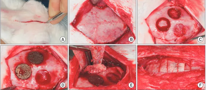 Fig. 1. Experimental procedure. (A) Incision on the rabbit’s head, (B) elevation of full thickness flap, (C) three bone defects on the rabbit’s cal- cal-varia, (D) ① control group, ② experimental group I, ③ experimental group II