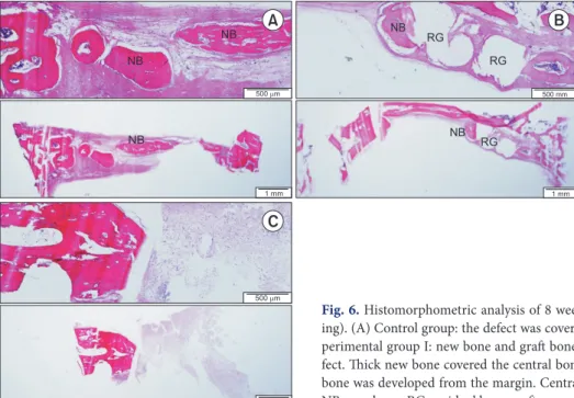 Fig. 6. Histomorphometric analysis of 8 weeks groups (hemotoxylin and eosin stain- stain-ing)