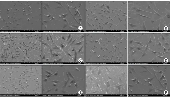 Fig. 4. The scanning electron microscopy images of cell attachment on Ti-6Al-4V alloy of each group (1: ×250, 2: ×500)