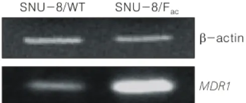 Fig. 1. The expression of multi-drug resistance genes  (MDR1) in SNU-8/WT and SNU-8/F ac 