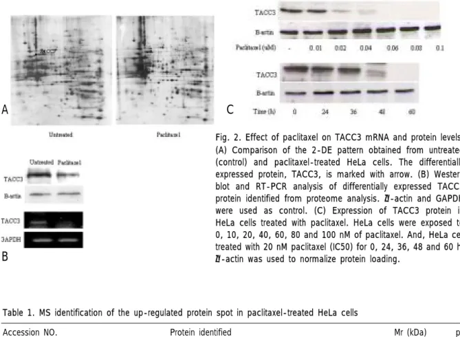 Table 1. MS identification of the up-regulated protein spot in paclitaxel-treated HeLa cells