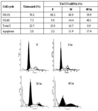Fig. 3. Effect of TACC3 small interfering RNA (siRNA) in HeLa cells.