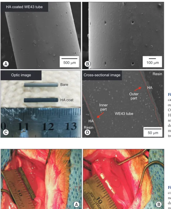 Fig. 2. HA-WE43 nerve conduits fabri- fabri-cation. (A, B) SEM image showing the  outer surface with 20 µm sized pores