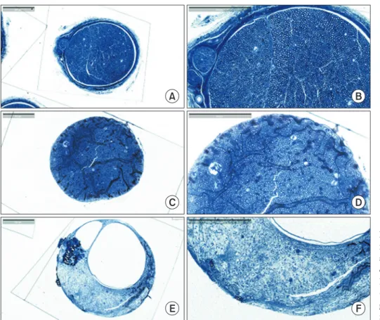 Fig. 7. Histological microphotographs  for regenerated axons where Sham and  silicone groups showed a higher axon  density with significant difference against  HA-WE43 group