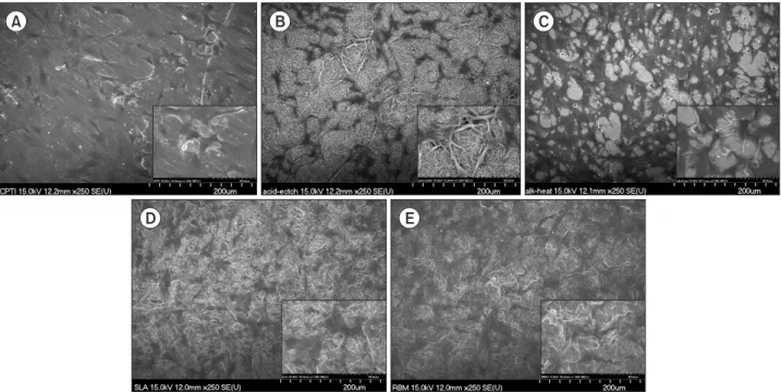 Fig. 6. Scanning electron microscope image shows the morphologies of spread cell on cp-Ti (A), acid-etching (B), alkali-heat (C), sandblasting  with large grit and acid etching (D), resorbable blasted media (E) after 24 hours of incubation (A-E: ×250, ×1,0