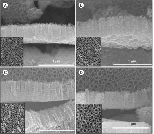 Fig. 2. Field emission scanning elec- elec-tron microscope images of nanotube  layer formed on the Ti-6Al-4V alloy  surface with various time in 10 V in  1 M H 3 PO 4 +0.8 wt%NaF solution at  25 o C (×35,000): (A) 30 minutes, (B) 90  minutes, (C) 150 minut