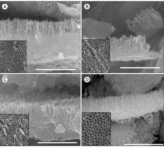 Fig. 3. Field emission scanning elec- elec-tron microscope images of nanotube  layer formed on the Ti-6Al-4V alloy  surface with various voltage in 1 M  H 3 PO 4 +0.8 wt%NaF solution for 180  minutes (×35,000): (A) 3 V, (B) 5 V, (C)  7 V, and (D) 10 V