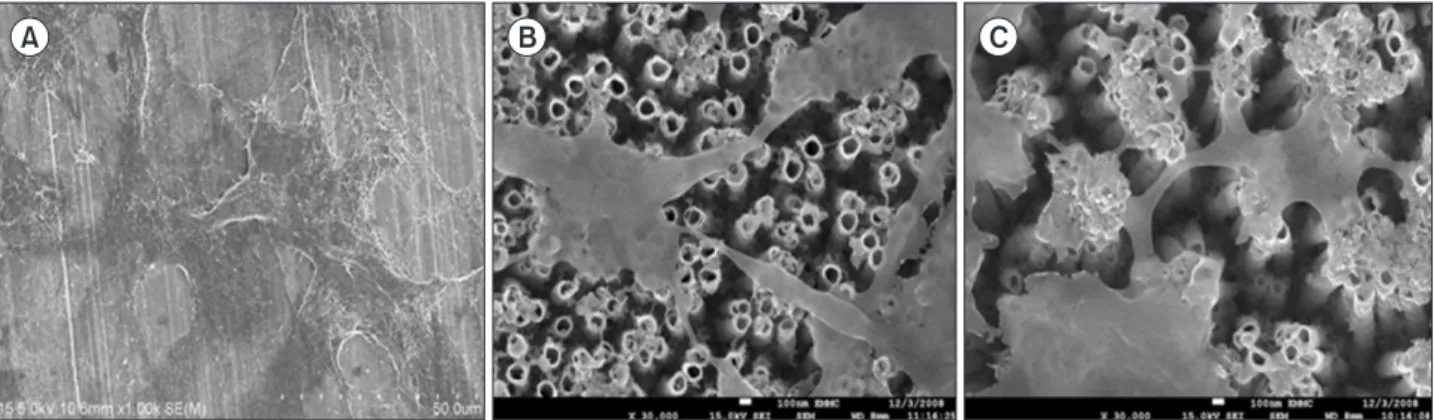 Fig. 7. Field emission scanning electron microscope micrographs showing MC3T3-E1 cell cultured on the various surface of Ti-6Al-4V alloy  (×35,000): polished (A), anodized (B), and crystallized (C).
