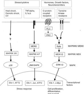 Fig. 1. The MAPK signalling transduction pathways.