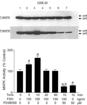Fig. 3. Effect of FSH in the presence or absence of PD98059 on MAPK activation. The P-MAPK normalized by T-MAPK was analyzed in IOSE-29 cells