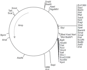 Table 1. miRNA Primer Sequences for qRT-PCR Analysis