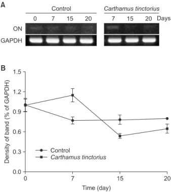Fig. 5. Effect of Carthamus tinctorius on osteonectin (ON) mRNA ex- ex-pression. (A) Agarose gel electrophoresis was performed on the reverse  transcriptase-polymerase chain reaction products from MC3T3-E1  cells (ON; 173 bp, GAPDH; 196 bp)