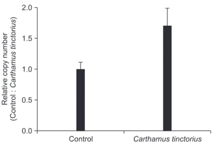Fig. 7. Effect of Carthamus tinctorius  on osteocalcin (OC) mRNA  expression by real-time quantitative reverse transcriptase-polymerase  chain reaction (qRT-PCR)
