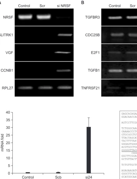 Fig. 3. Quantification of target genes of  neuron restrictive silencer factor (NRSF)  in NRSF  knock-down NMB cells