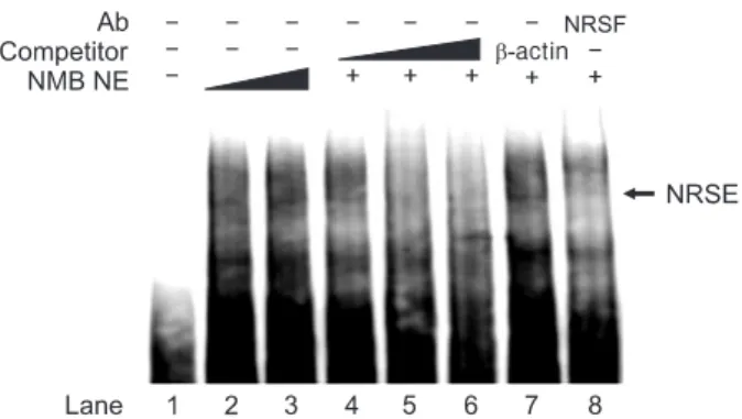 Fig. 7. Binding of NRSF  protein to the SLITRK1 NRSE. A supershift  assay was performed with nuclear extracts from NMB cells