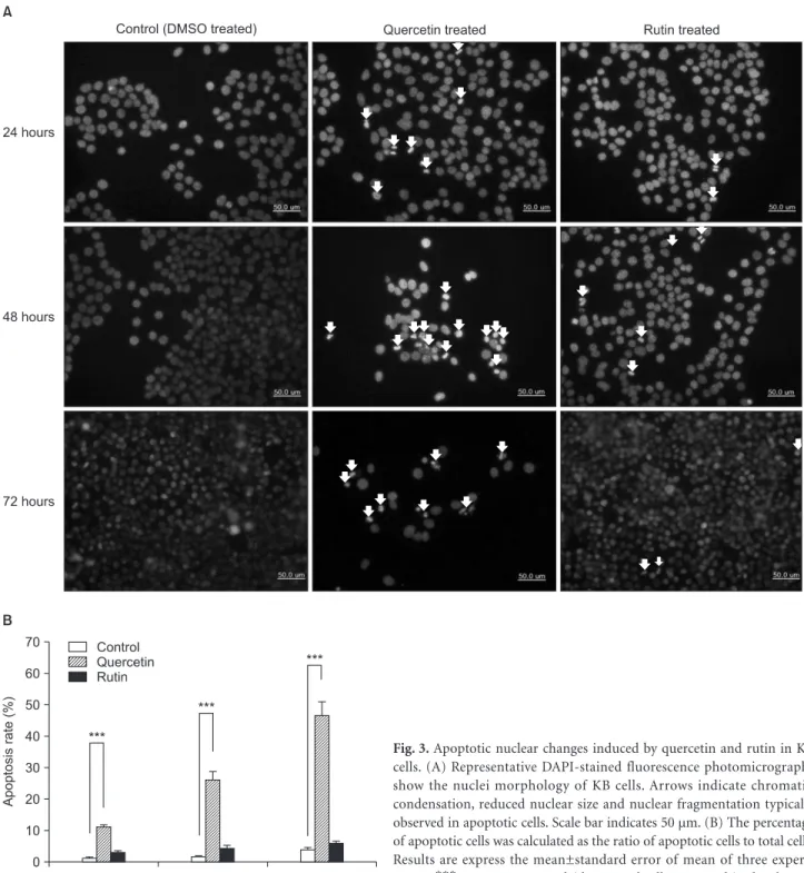 Fig. 3. Apoptotic nuclear changes induced by quercetin and rutin in KB  cells. (A) Representative DAPI-stained fluorescence photomicrographs  show the nuclei morphology of KB cells