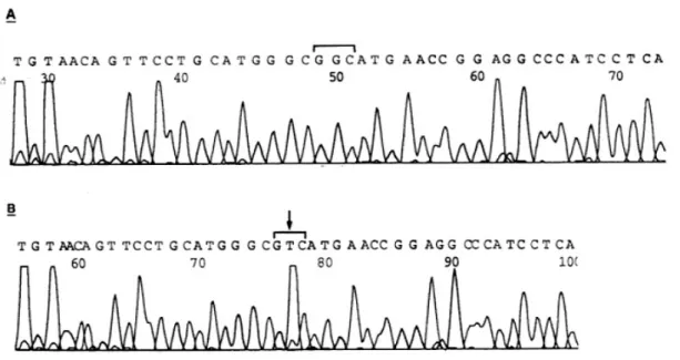 Fig. 3. Plot of a s equence of e xon 7 of p53. The wild type huma n genomic DNA a nd DNA extracted from HT- 3 ce ll line we re s ubje cte d to PCR a mplifica tion