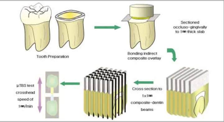 Figure 1. Schematic presentation of μTBS test.