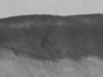 Figure 1. Polarizing microscopic observation of demineralized enamel (Group 1, × 100).