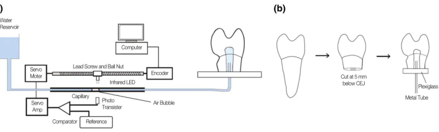 Figure 1. (a) Schematic diagram of the sub-nanoliter scaled dentinal fluid flow measurement system connected to a specimen.