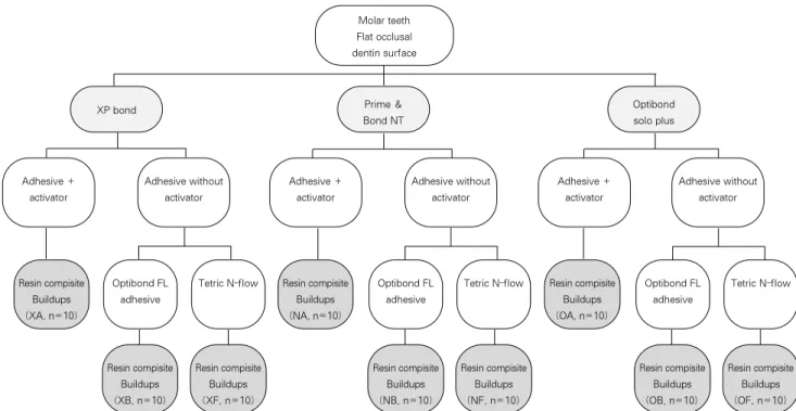 Figure 1. Restorative procedure of experimental groups