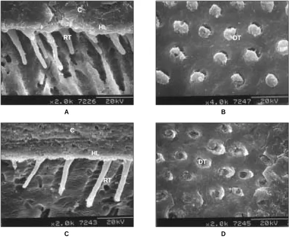 Figure 6.  SEM image of interfaces bonded with SM and fractured surfaces. 