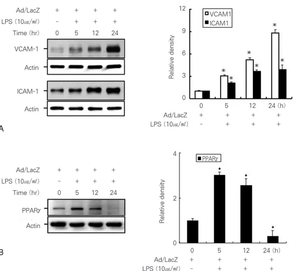 Figure 2. Activation of cell adhesion molecules in the dental pulp cells were treated with LPS for 24 hours