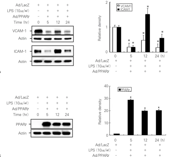 Figure 3.  Down-regulation of adhesion molecules by PPARγin time-dependent manner. Western blot analysis detected adhesion molecules (left), Protein bands were quantified by densitometry (right) (A)