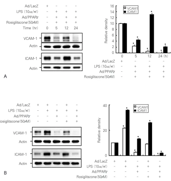 Figure 4.  The short (A) and long (48h) (B) time effects of PPARγand rosiglitazone on cell adhesion molecules in the dental pulp cells