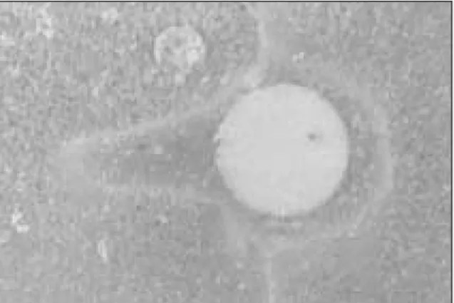 Figure 8.  A stereomicroscope image of 4 mm cross section from apex in group D.