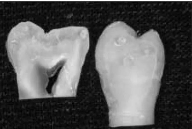 Figure 2.   Specimen adhered to the shear testing appa- appa-ratus.