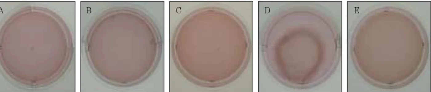 Figure 7.  Microphotographs of histological sections of the normal adult pulp (A) and engineered pulp tissue (B) stained with hematoxylin and eosin