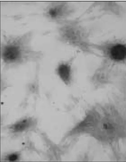 Figure 10.  Visualization of mineralization nodules by Alizarin-red S stain after 21 days of culture